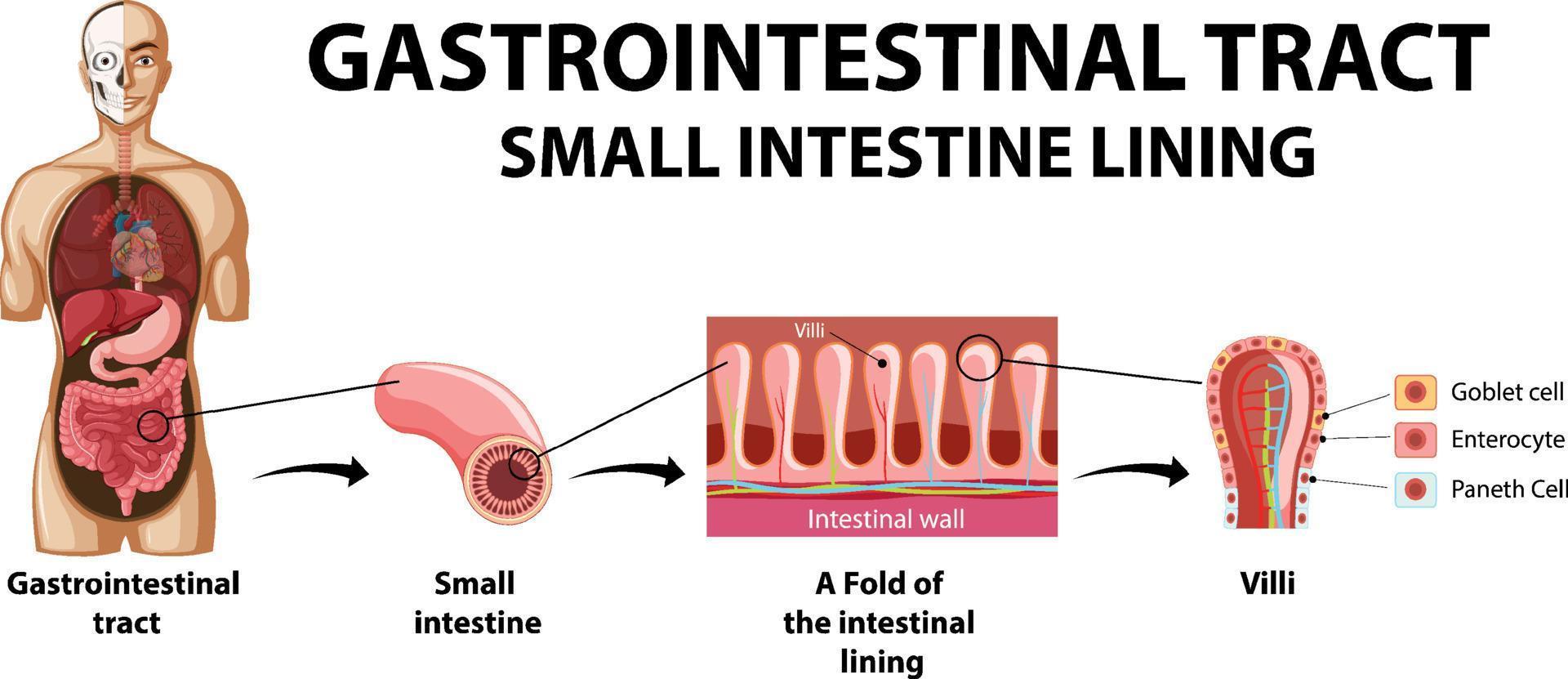 diagrama que muestra el tracto gastrointestinal en humanos vector