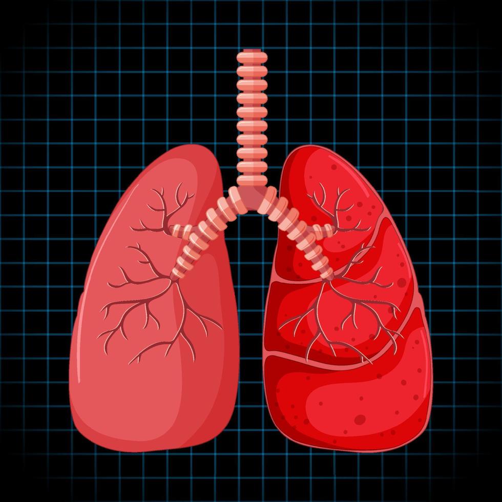 órgano interno humano con pulmones vector