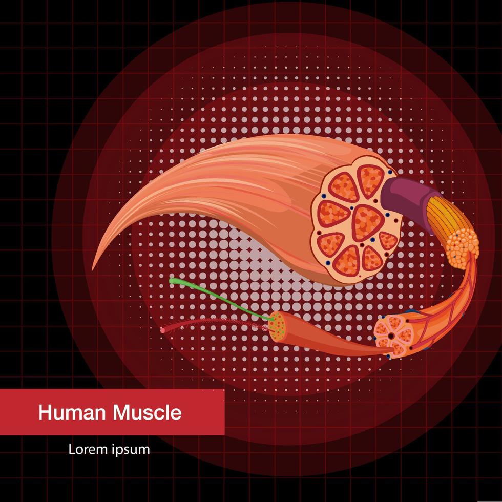 estructura de la anatomía del músculo humano vector