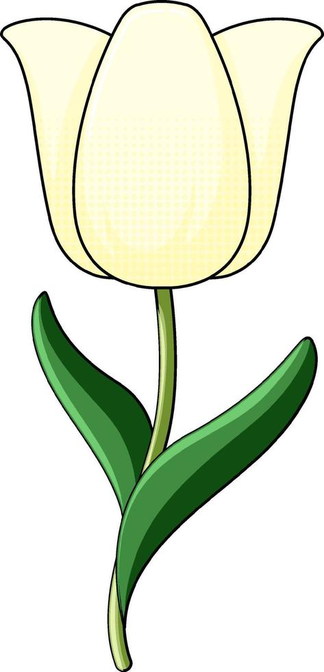 White tulip with green leaves vector