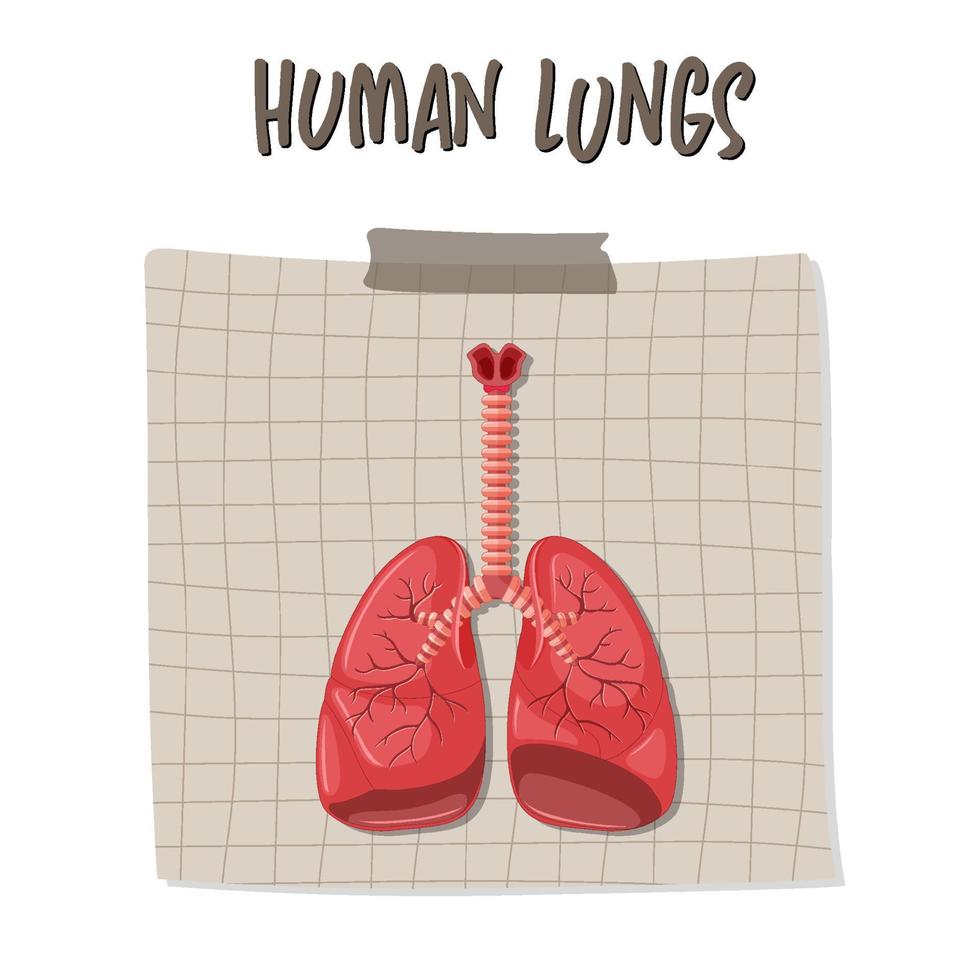 Human internal organ with lungs vector