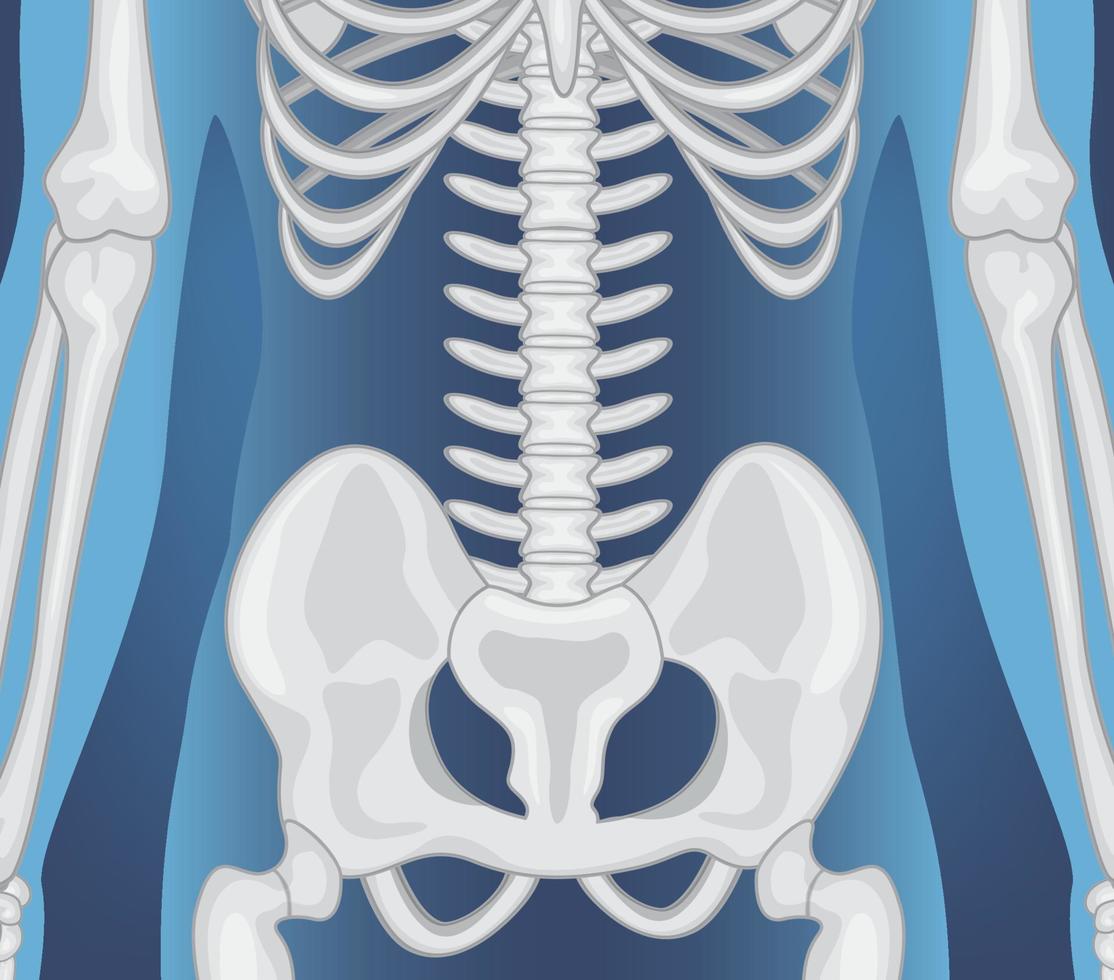radiografía, de, cuerpo humano, con, órganos internos vector