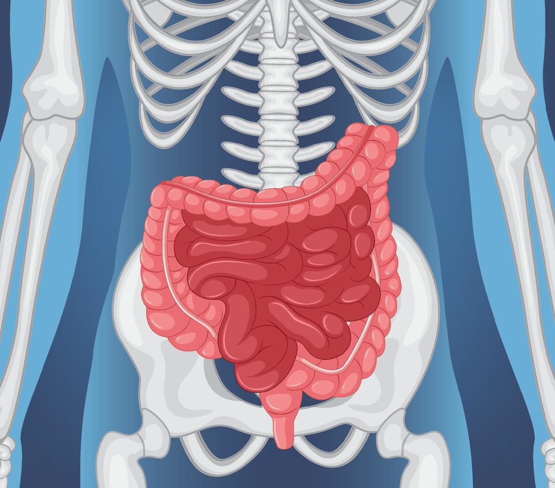 X-ray of human body with internal organs vector