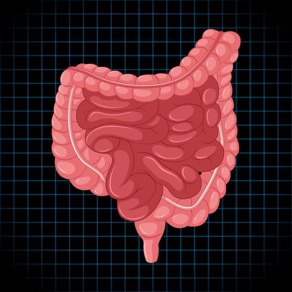 órgano interno humano con intestino vector