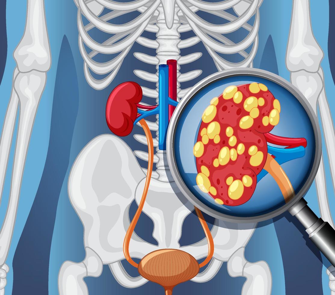 X-ray of human body with internal organs vector