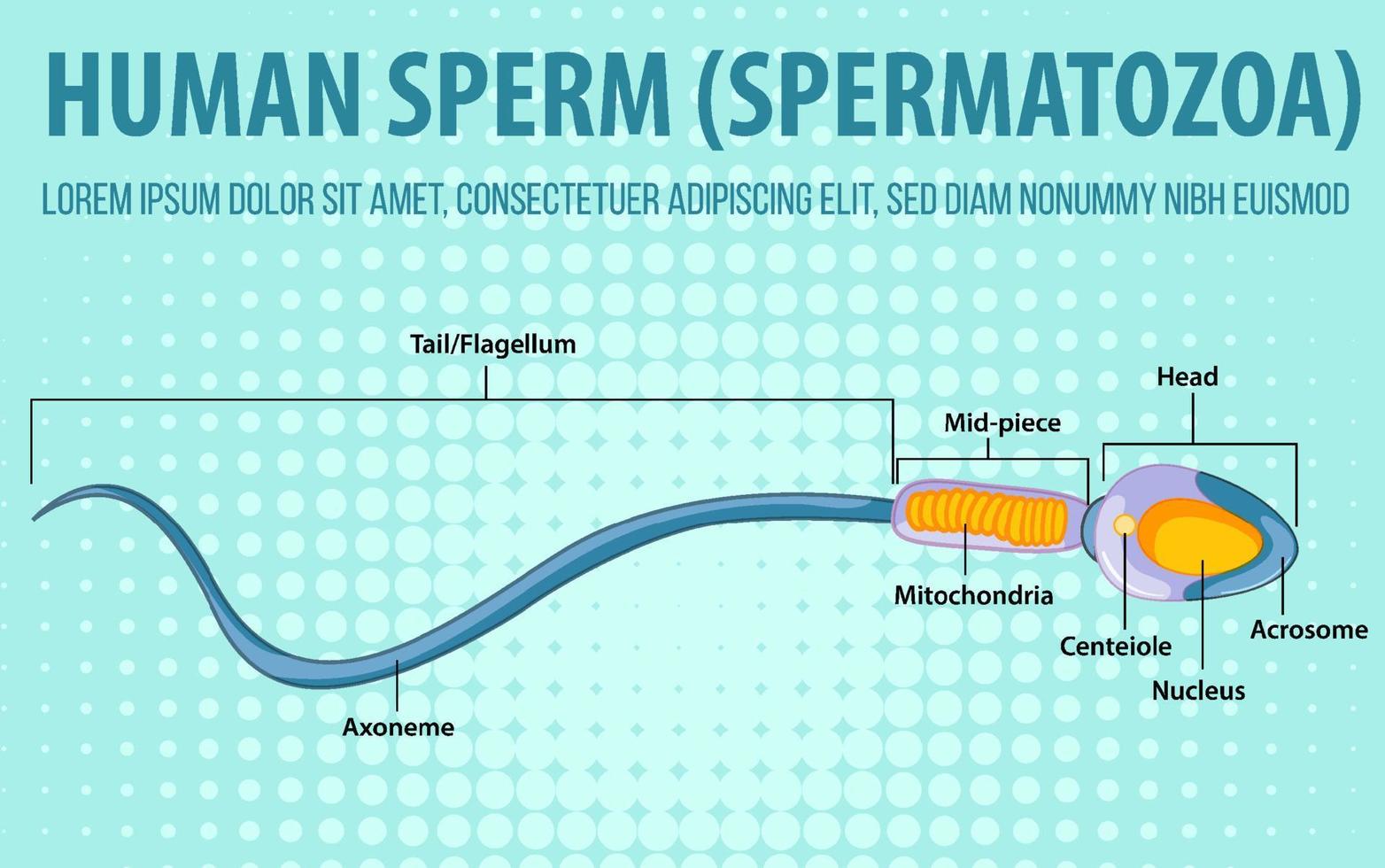 Diagram showing human sperm spernatozoa vector