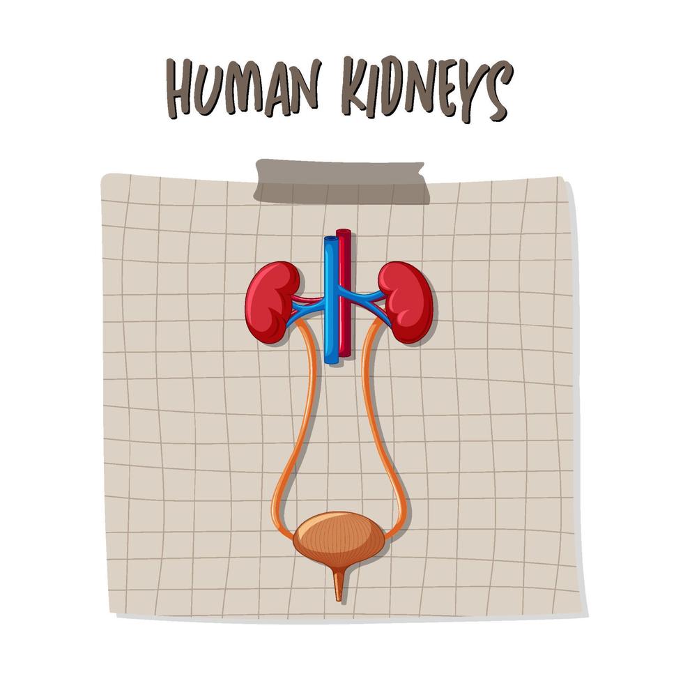 Human internal organ with kidneys and bladder vector