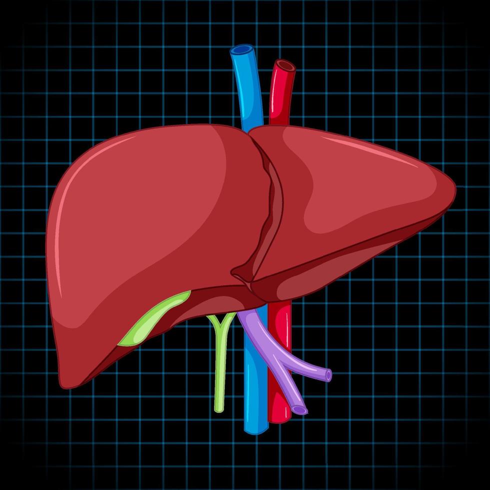 Human internal organ with liver vector