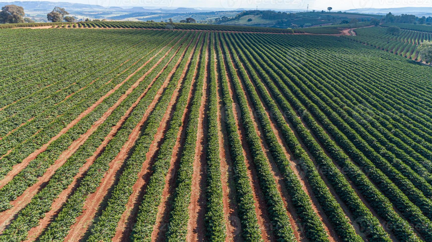 Aerial view of a large brazilian farm with coffee plantation. photo