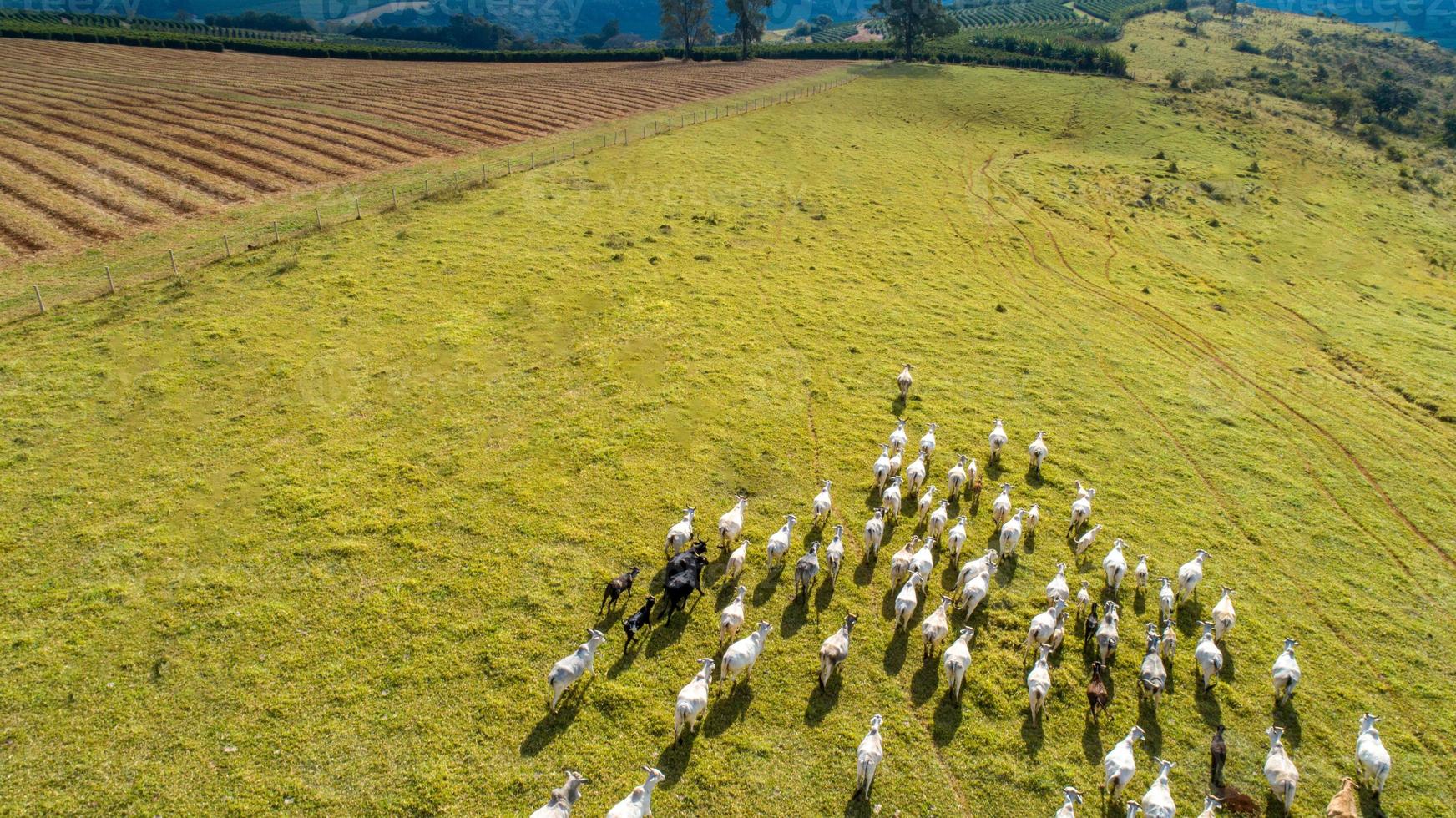 Aerial view of herd nelore cattel on green pasture in Brazil photo