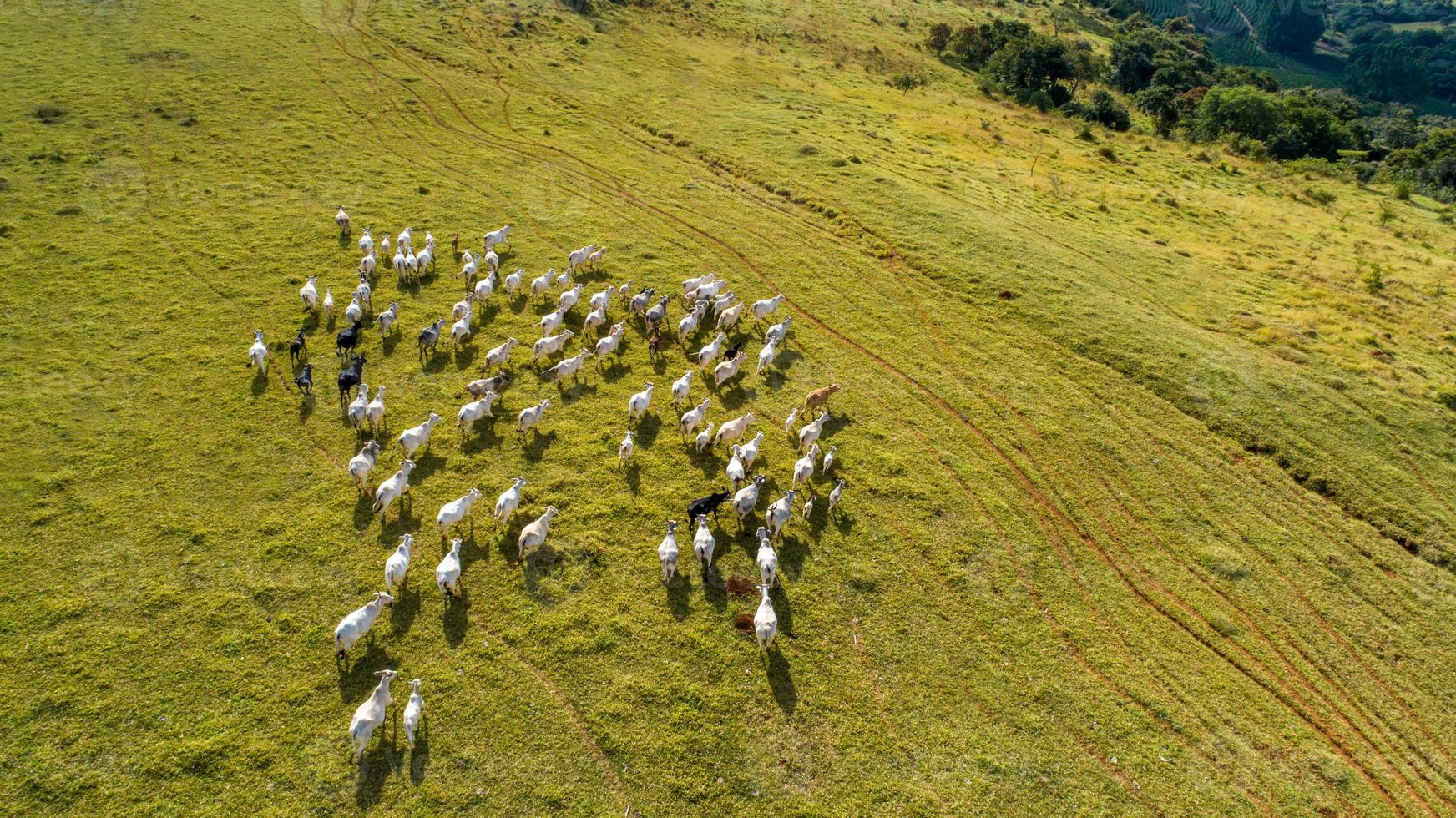 vista aérea del rebaño nelore cattel en pastos verdes en brasil foto
