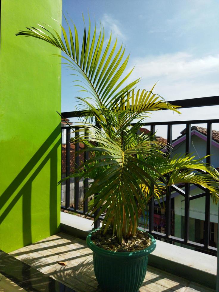 a photo of a tropical coconut tree in a pot on the second floor terrace