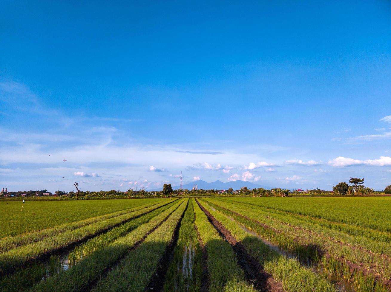 a photo of rice fields that have a straight line towards the mountain scenery that is very far ahead