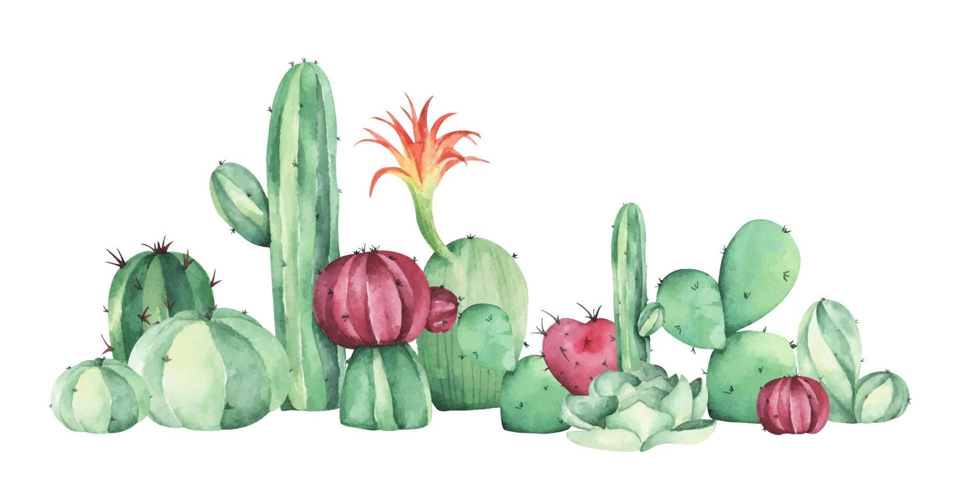 Watercolor painting of cacti and succulent plants. vector