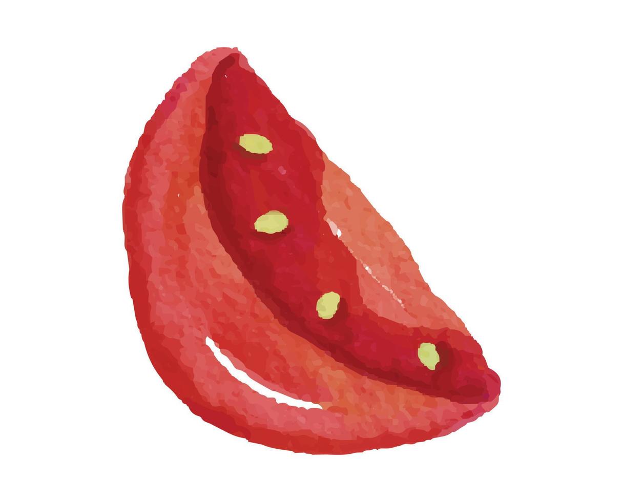 Sliced of Tomato Watercolor Illustration vector