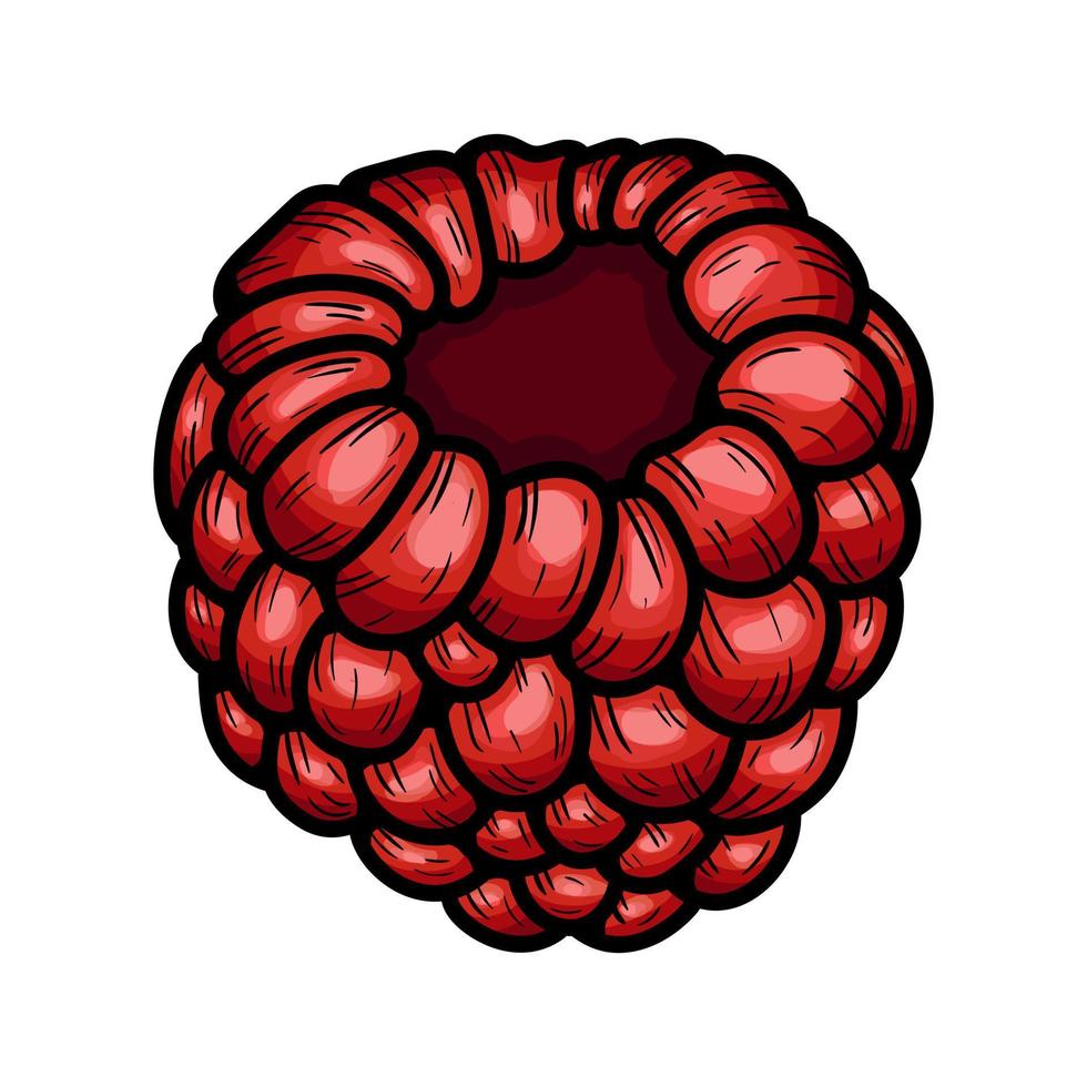 Hand drawn vector raspberry.