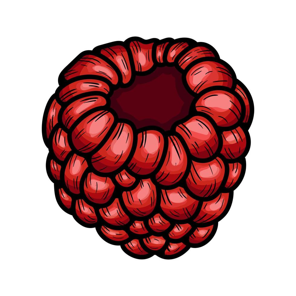 Hand drawn vector raspberry.