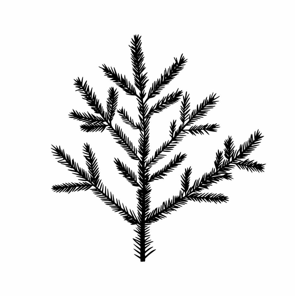 The branch of the Christmas tree is hand-drawn. Doodles vector