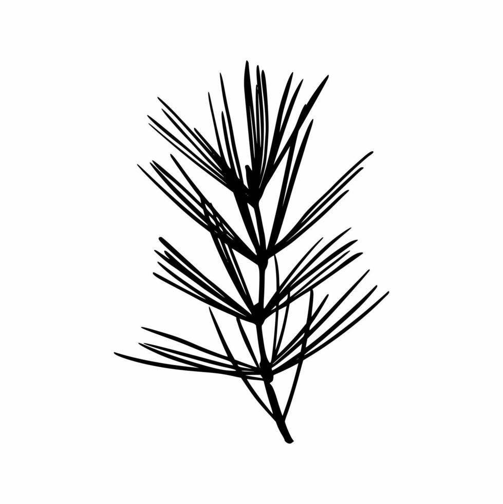 The branch of the Christmas tree is hand-drawn. Doodles vector