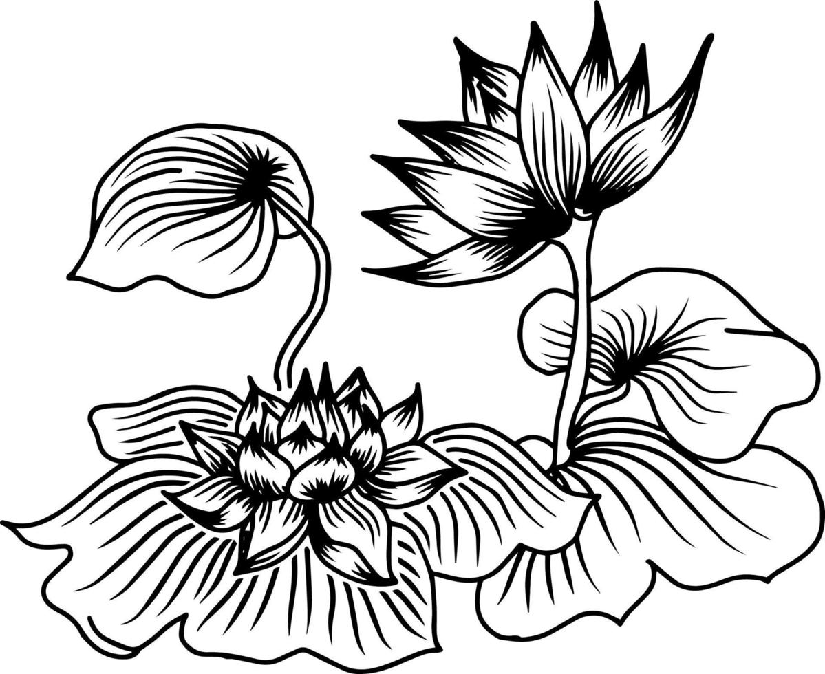 diseño vector contorno ilustración flor de loto