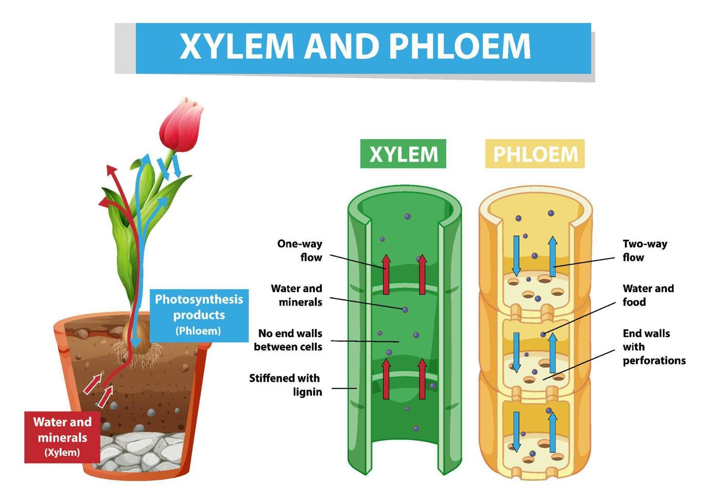 Diagram showing xylem and phloem in plant vector