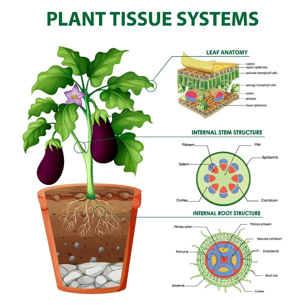 diagrama que muestra los sistemas de tejidos vegetales vector