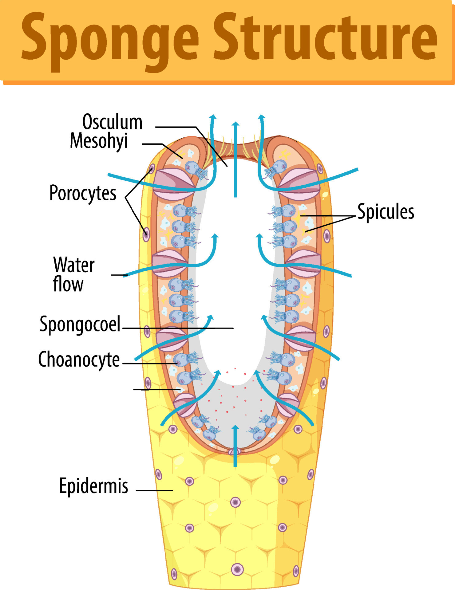 Diagram showing structure of sponge 7507693 Vector Art at Vecteezy