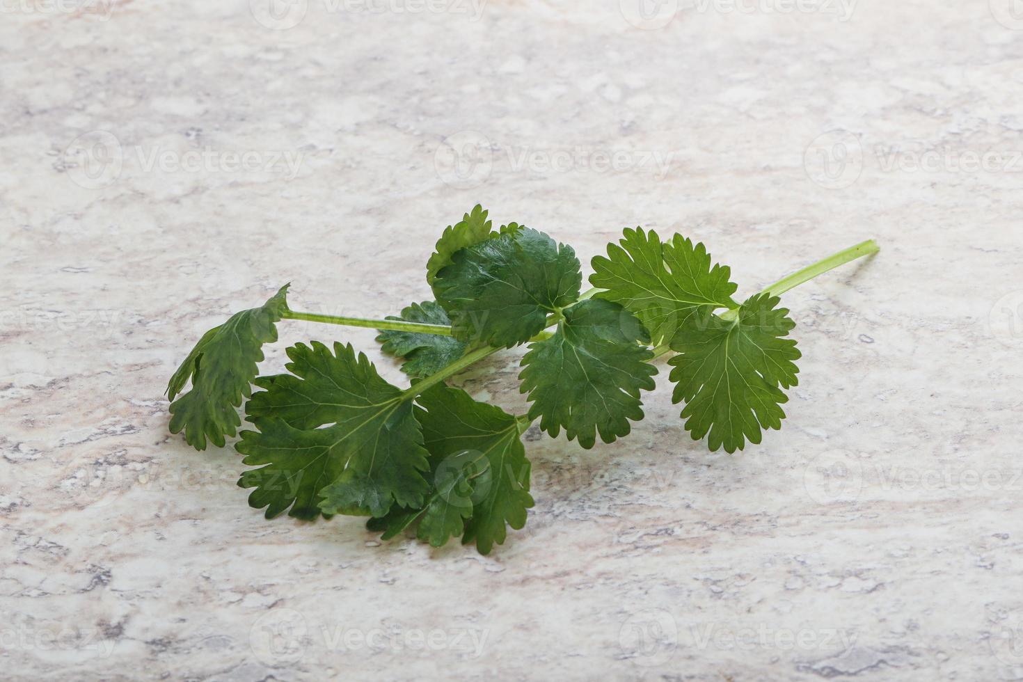 Raw green aroma cilantro leaves photo