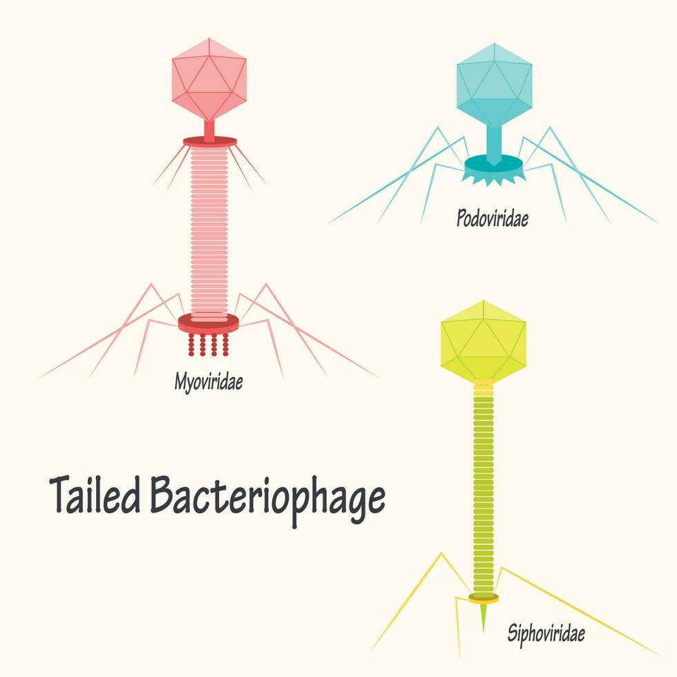 Tailed bacteriophage Diagram vector