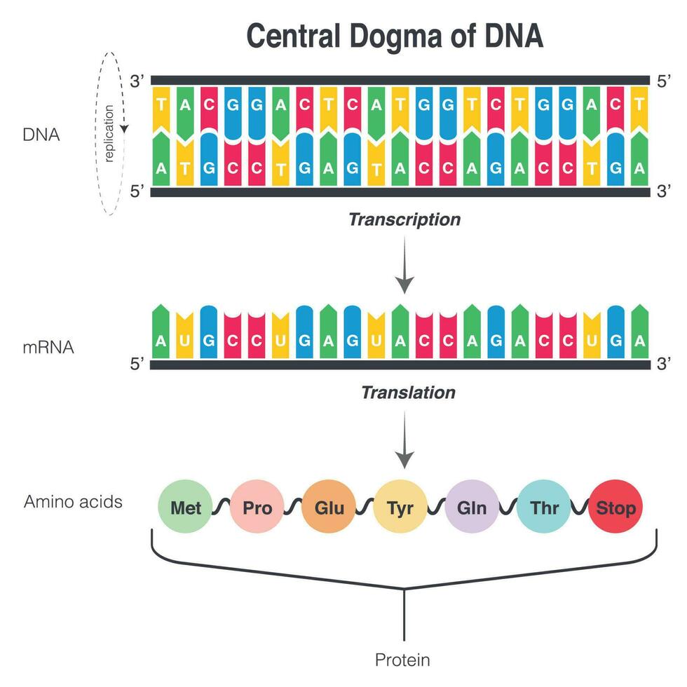 dogma central del adn vector