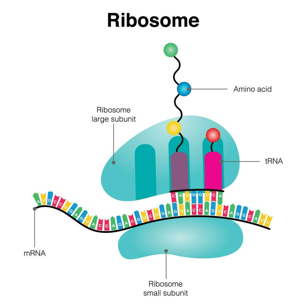 Ribosome mRNA translation diagram vector