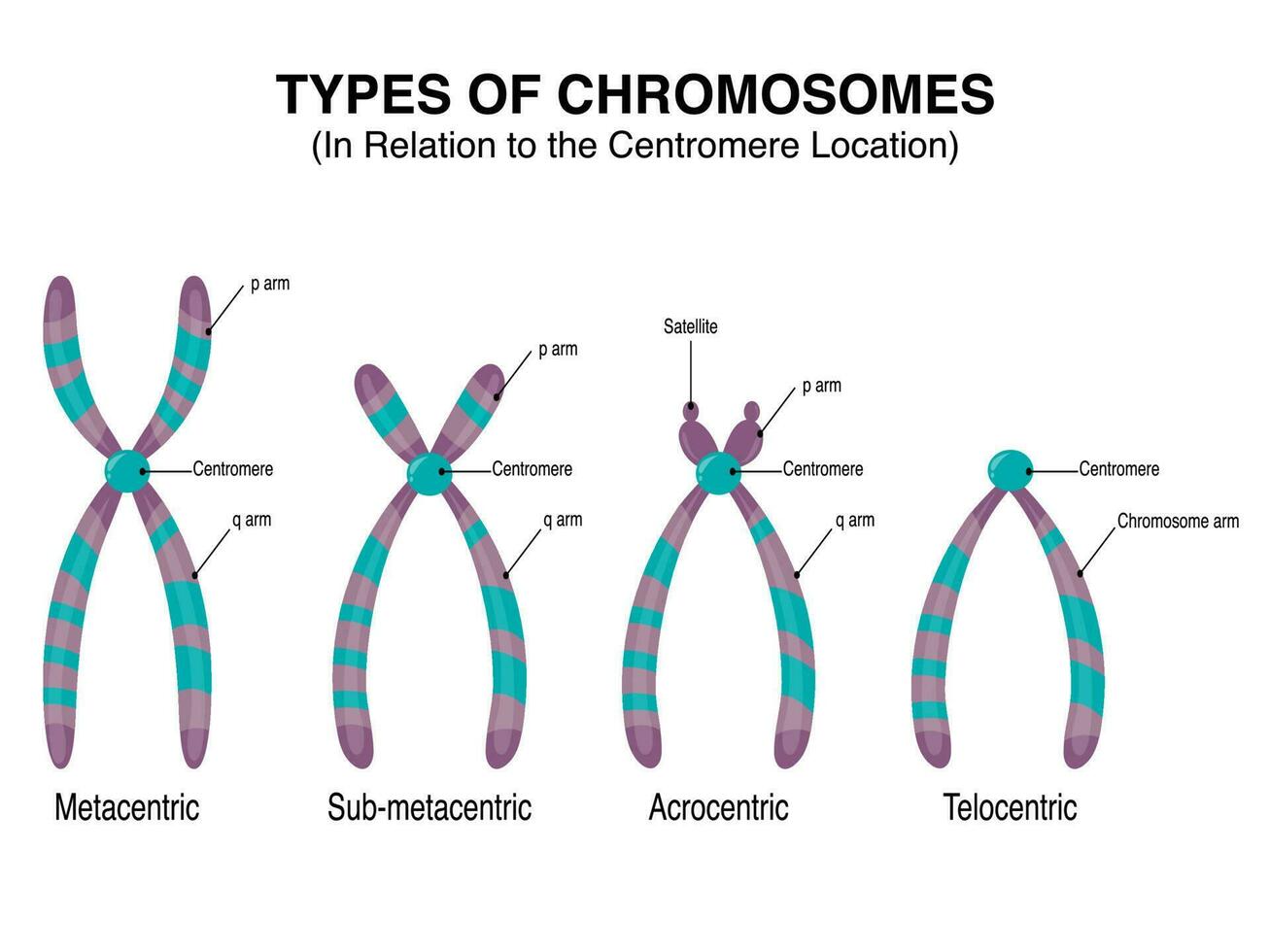 tipos de cromosomas en relación con la ubicación del centrómero vector