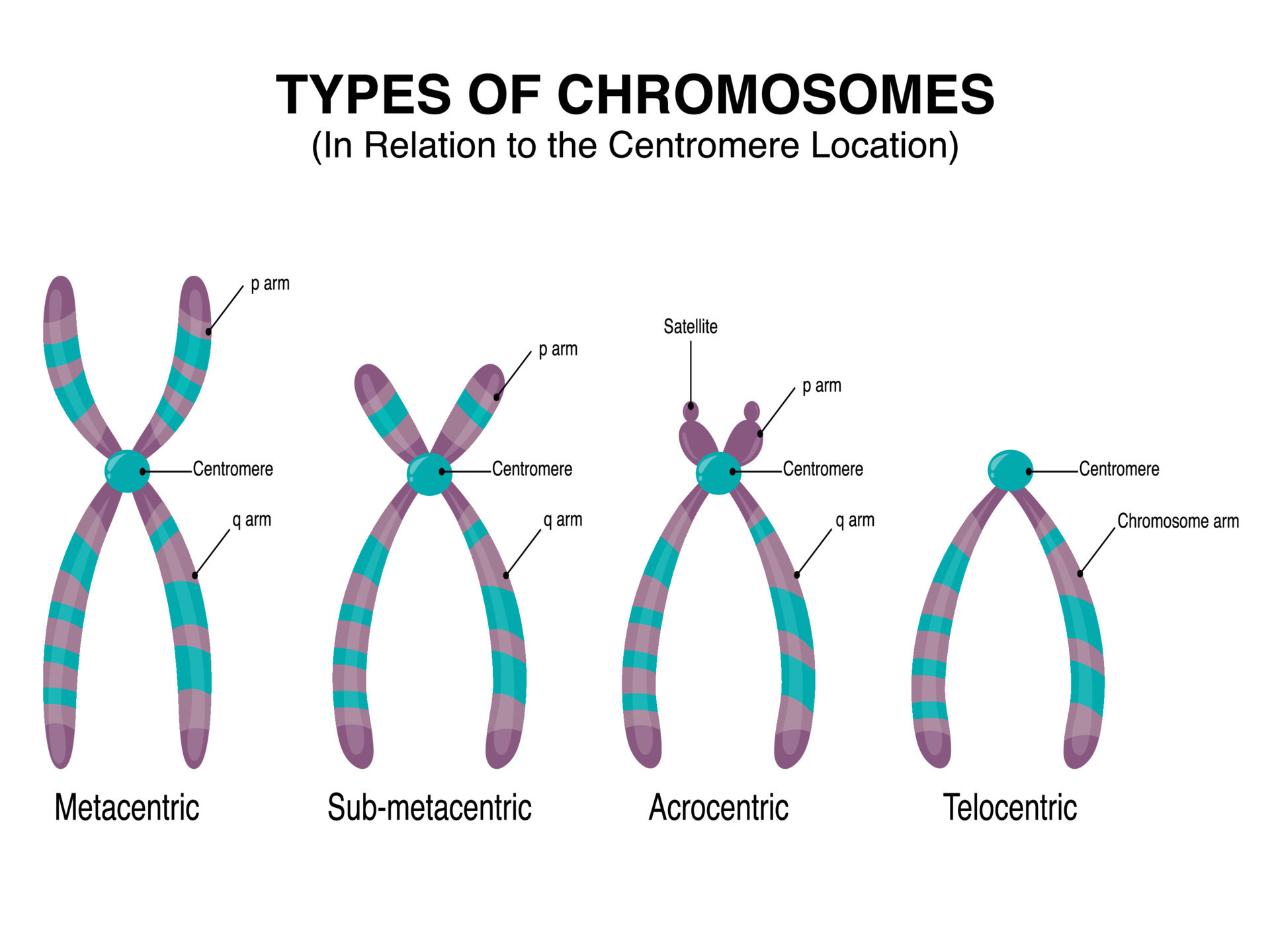 Types of Chromosomes in relation to the centromere location 7508619