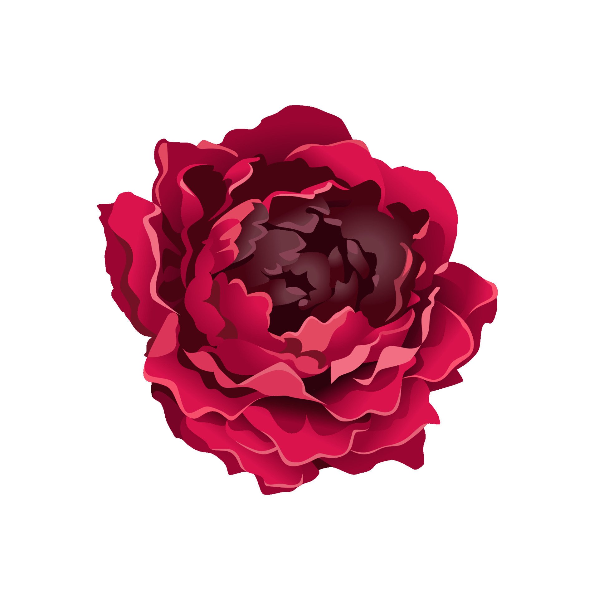 Red Peony Isolated on White 7509559 Vector Art at Vecteezy