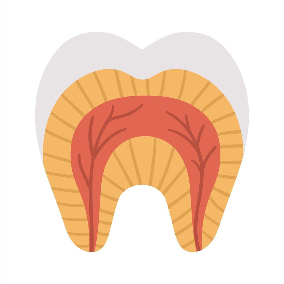 cartel de anatomía dental. esquema de estructura de los dientes. ilustración de piezas dentales. plantilla de folleto educativo de clínica dental. Imagen plana de esmalte, dentina y encía. diseño infográfico de cuidado bucal vector