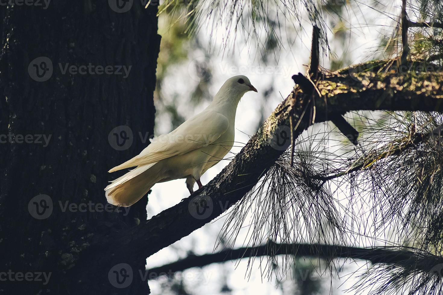 A white dove perched on a branch of a pine forest photo