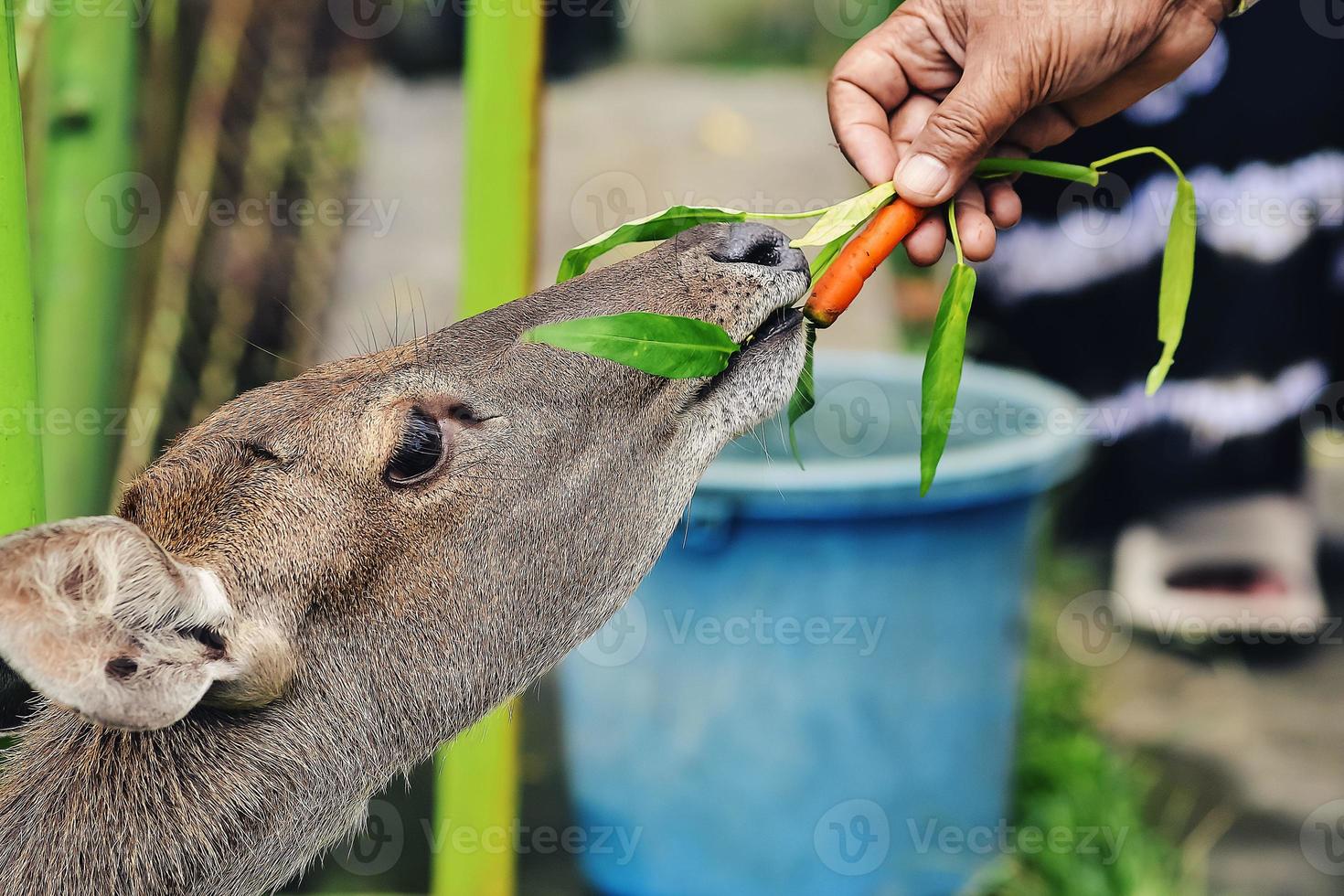 Deer feeding activities in conservation areas photo