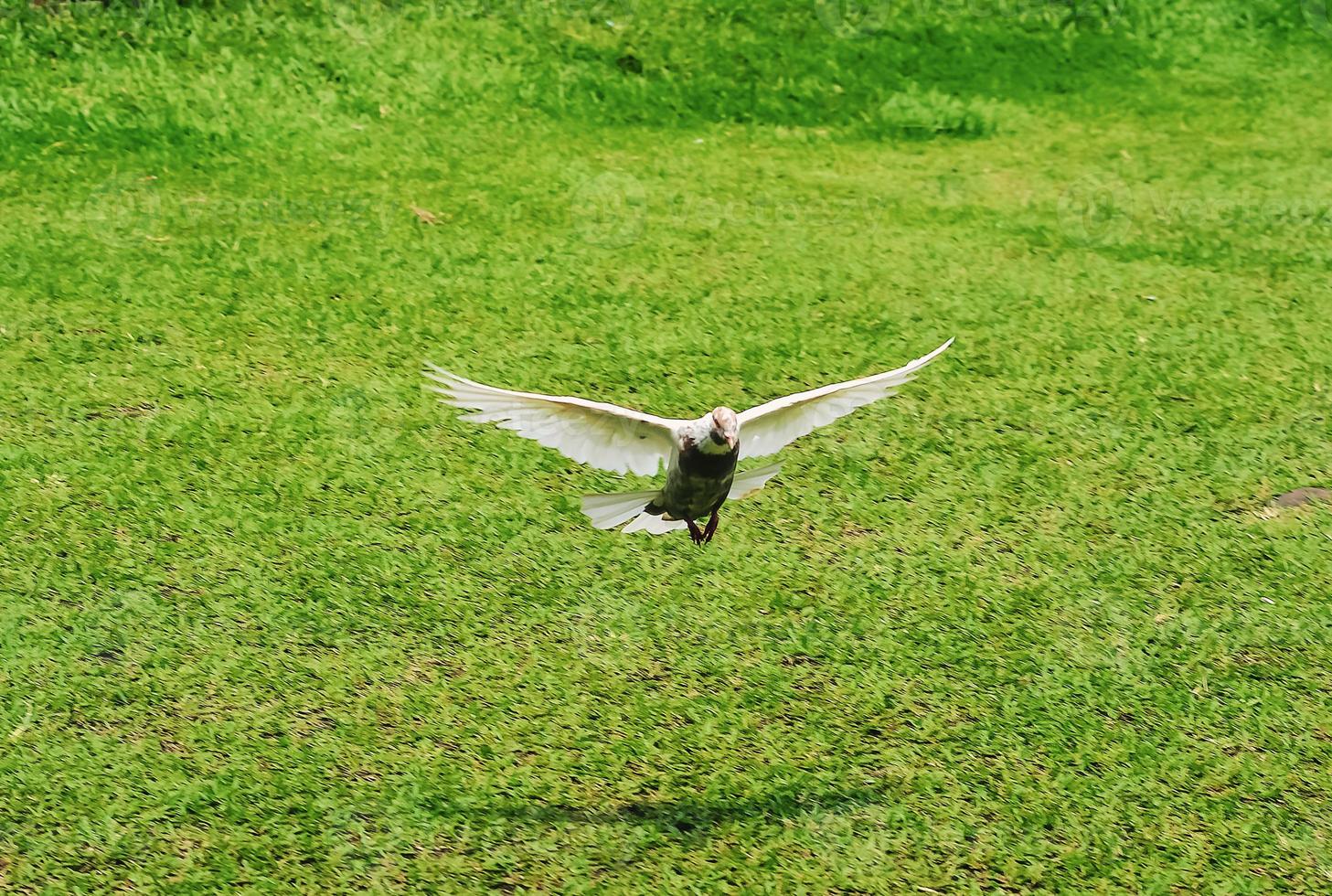 A white dove flies gliding over a green field photo