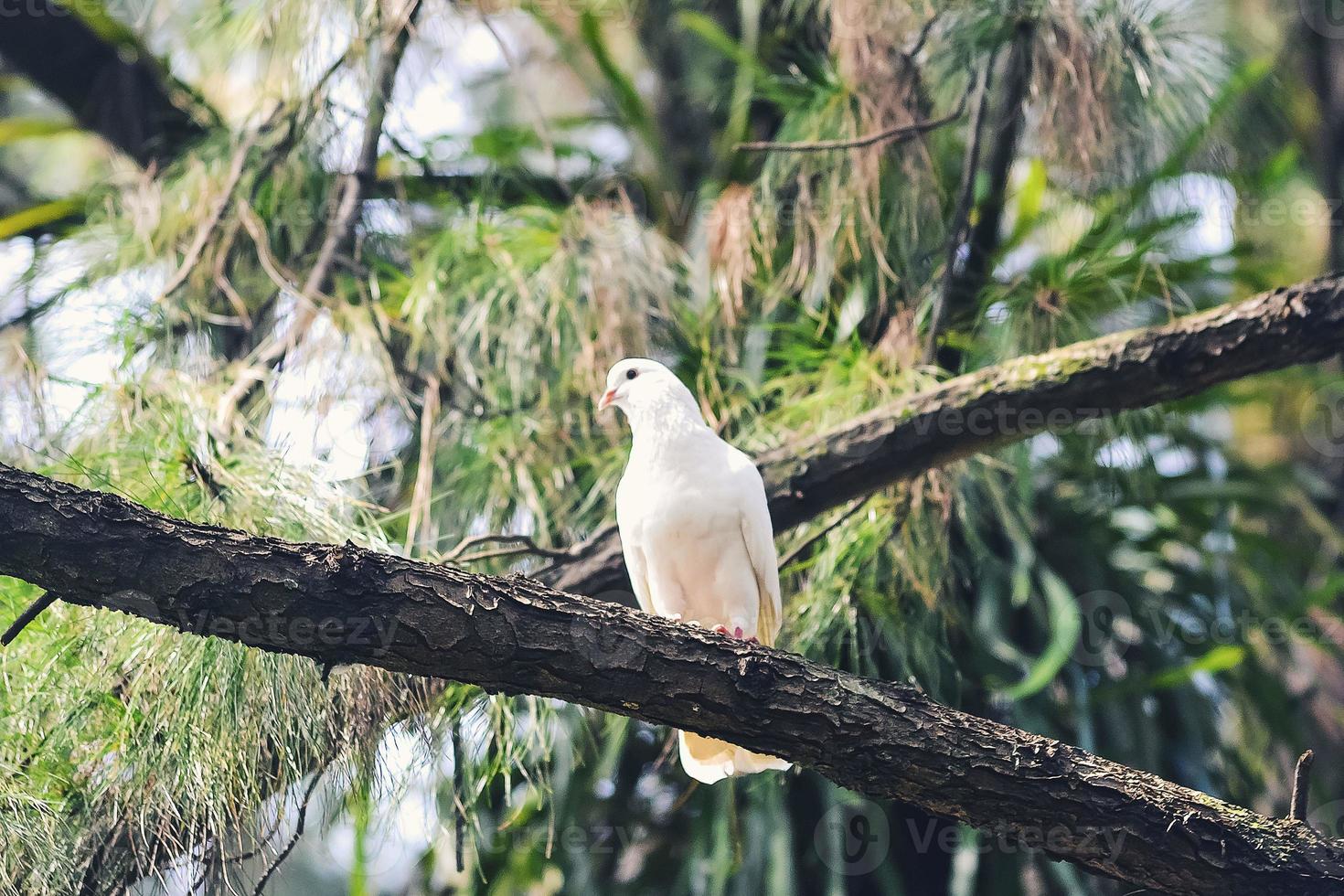 A white dove perched on a branch of a pine forest photo