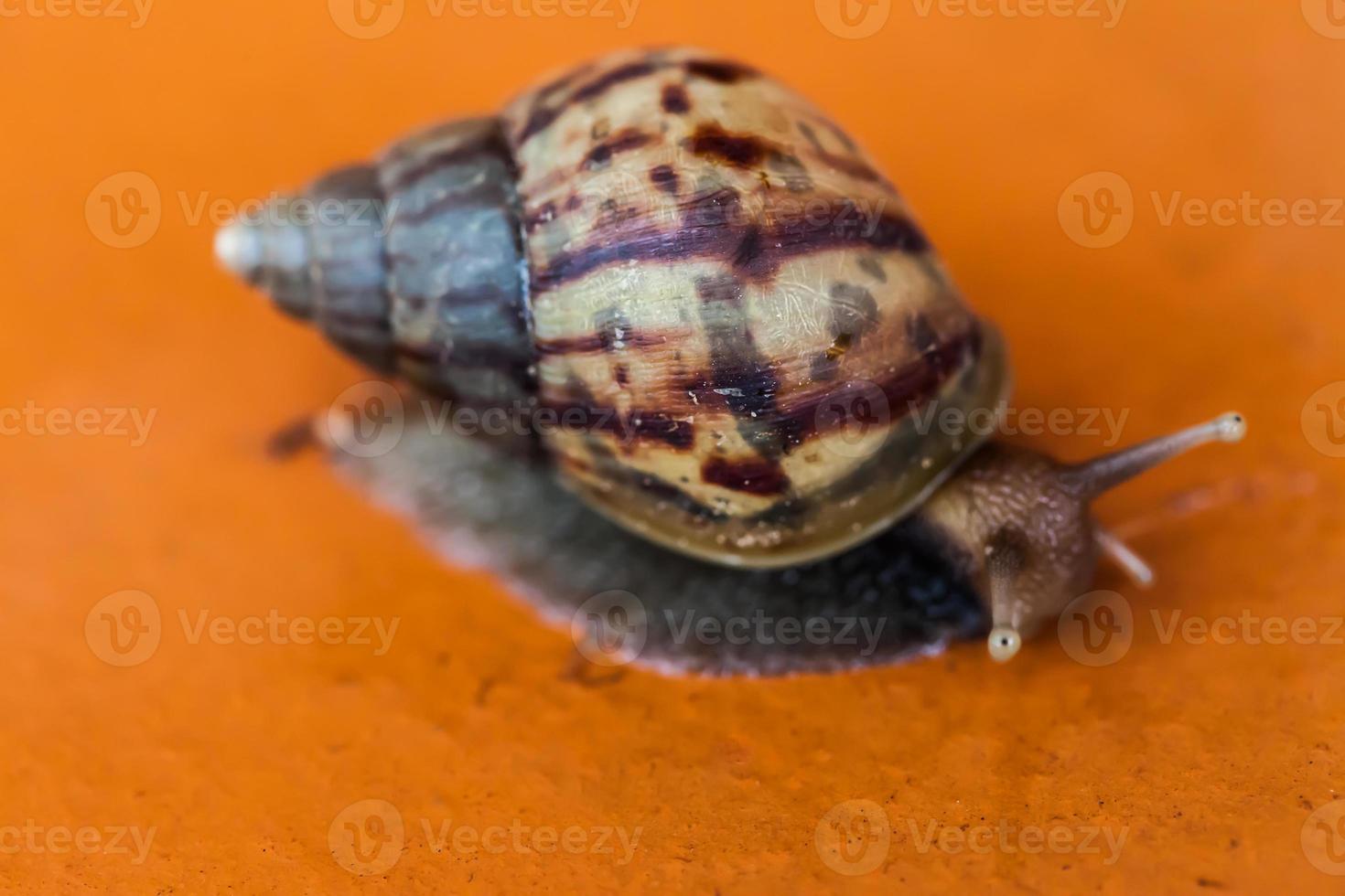 Snail crawling on the floor photo