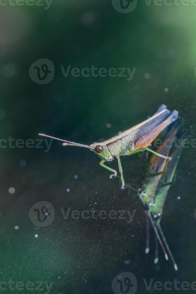 Grasshopper perching on a mirror photo