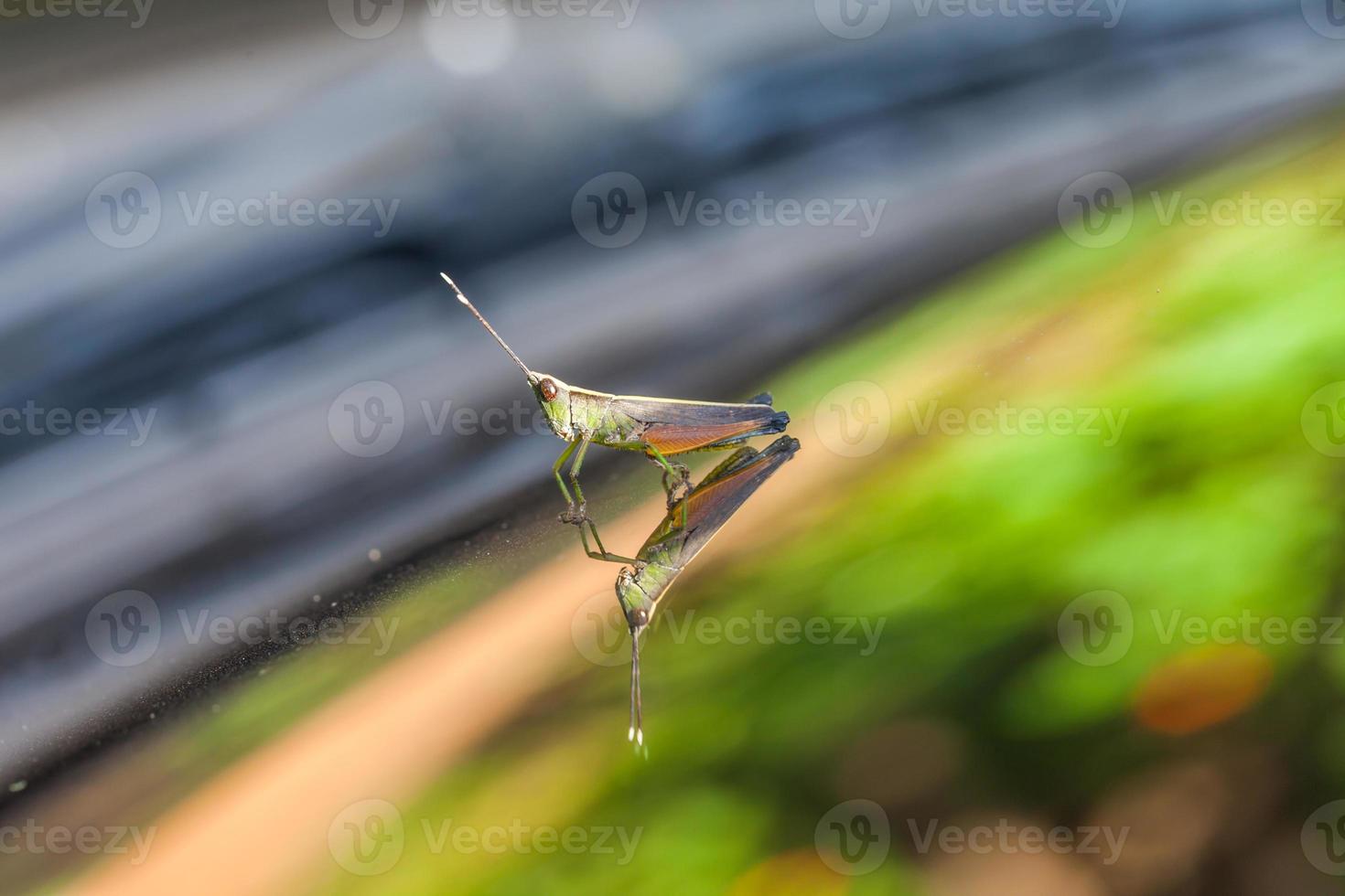 Grasshopper perching on a mirror photo