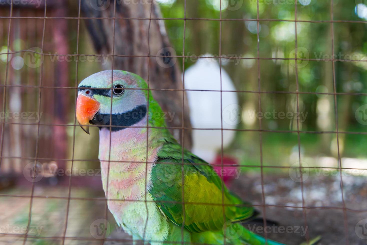 Close-up on eye amazon parrots photo