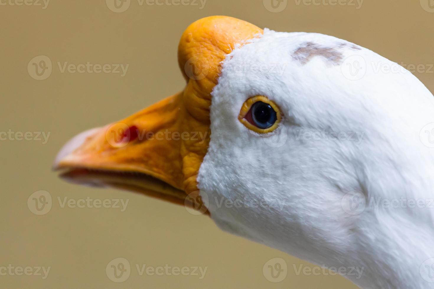 White goose head photo