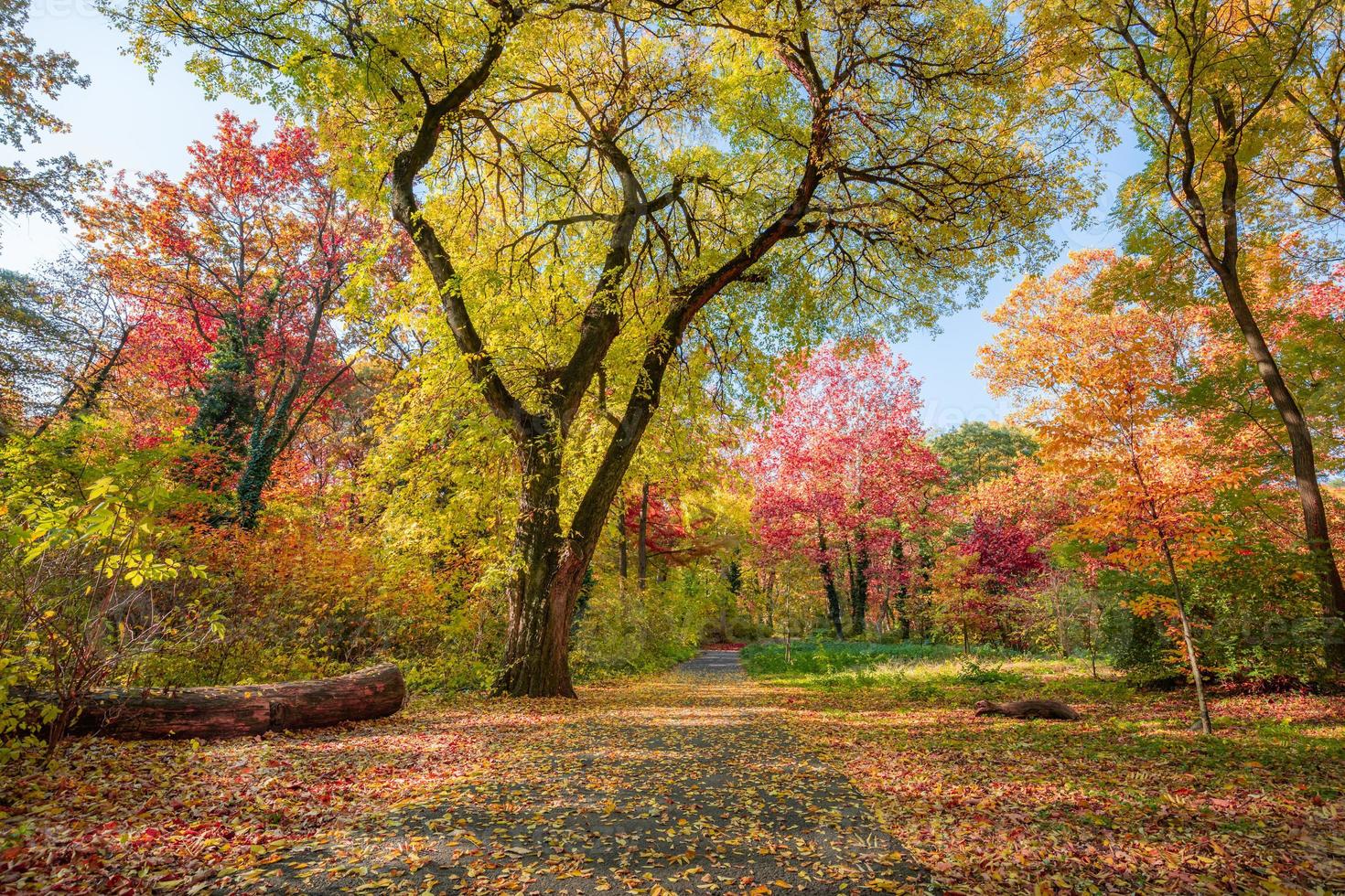 Atmospheric autumn forest in the fog. Yellow and orange leaves on the trees in the morning forest. Beautiful background photo