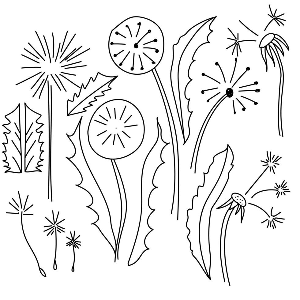 dandelion with seeds doodles vector illustration