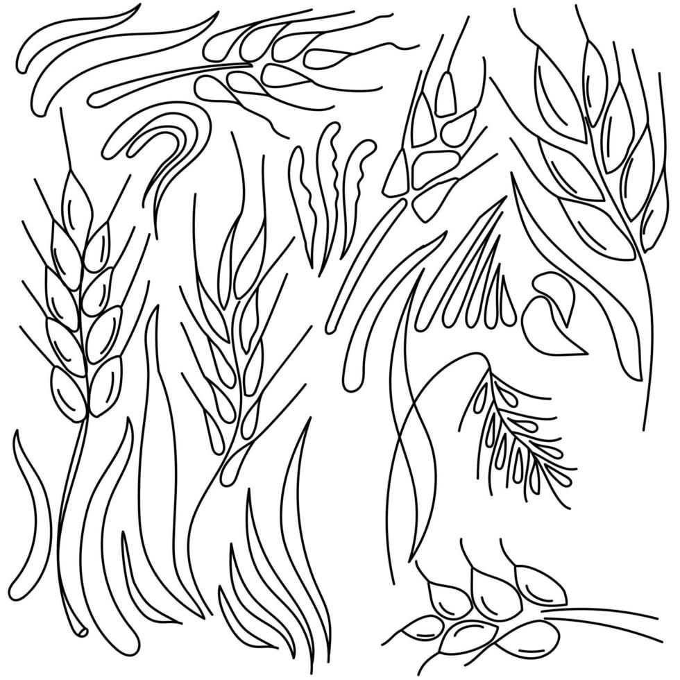 Set of doodle vector spikelets, herb details for design