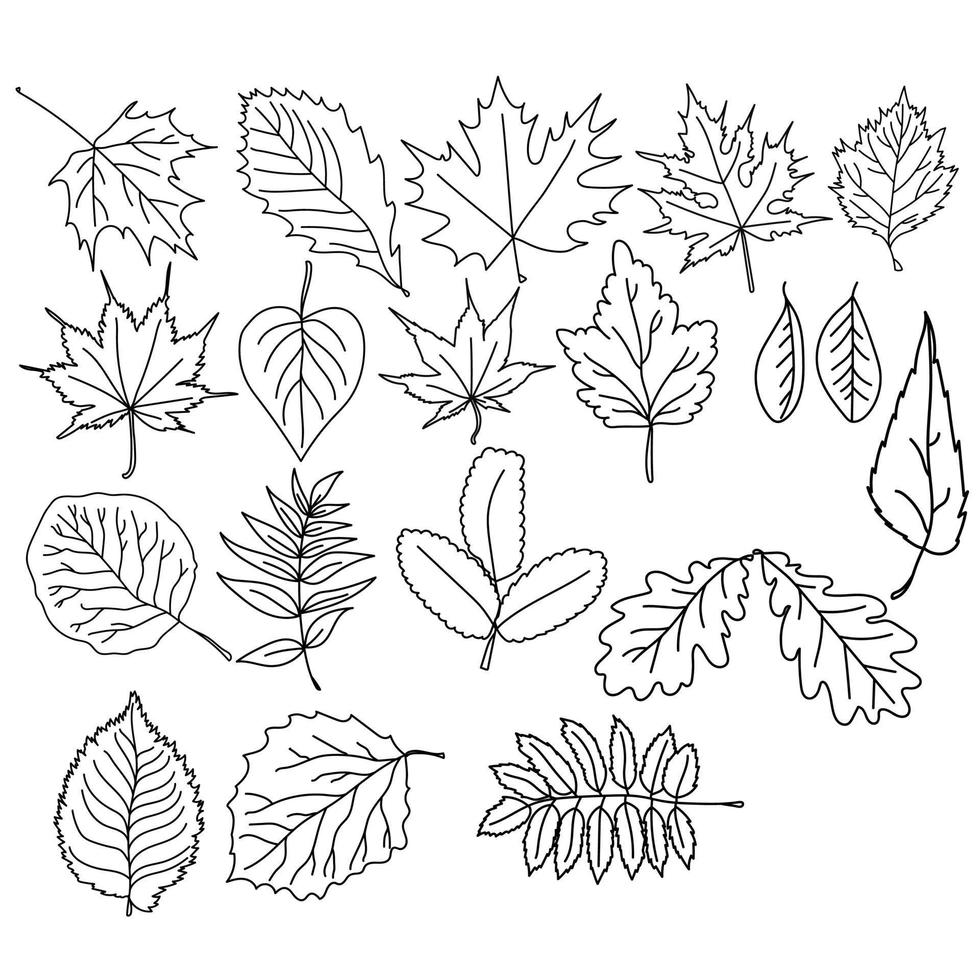 Set of leaves of trees of different species, botanical herbarium of woody plants, vector coloring page