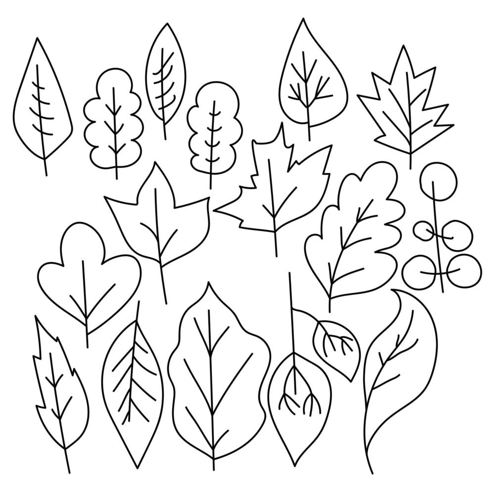 Set of doodle leaves with different trees, simple image of a leaf, vector