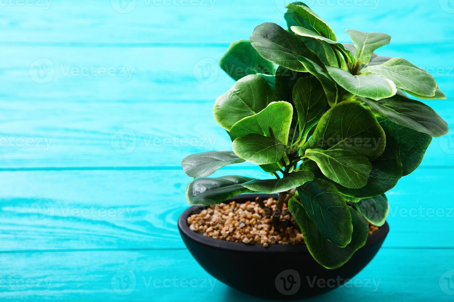 planta verde en una maceta sobre una mesa de madera azul. enfoque selectivo y espacio de copia foto